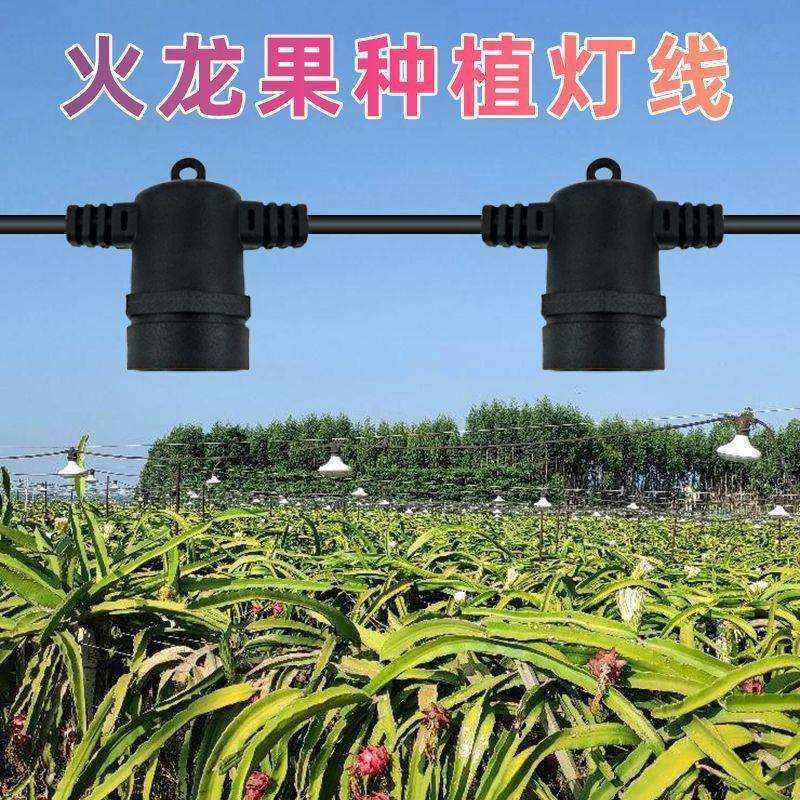 火龙果养殖灯线一体led植物生长补光灯光谱鲜菊花百香果农业大棚