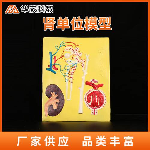 肾单位肾小体模型初中生物模型教学仪器生理卫生基础组织实验器材