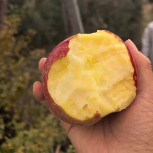 【isa专属助农】宁夏沙坡头旱苹果丑苹果【小时候的味道】官旗品