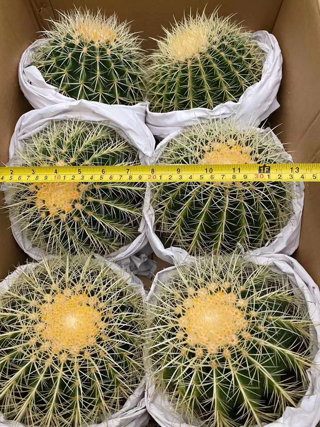 批发室内植物居家绿植花卉净化空气小盆栽仙人球(6个金琥整箱)
