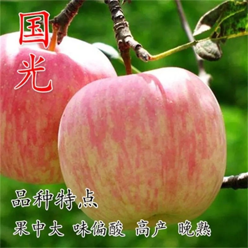 国光苹果树活苗南北方庭院
