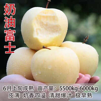 嫁接苹果树苗红富士盆栽地