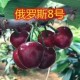 嫁接俄罗斯8号樱桃果树苗庭院阳台盆栽地栽南方北方种植当年结果
