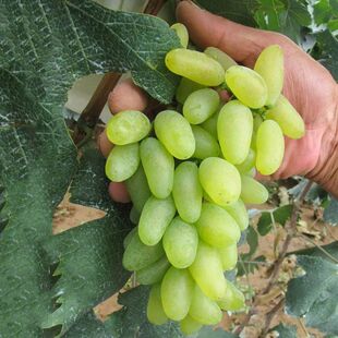 新疆马奶提子葡萄苗 无籽葡萄树苗 青无籽葡萄无籽青提苗盆栽地栽