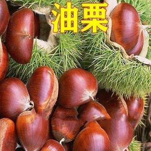 大果板栗树苗 油栗苗 封开油栗苗 嫁接栗子树苗南方北方种植果树