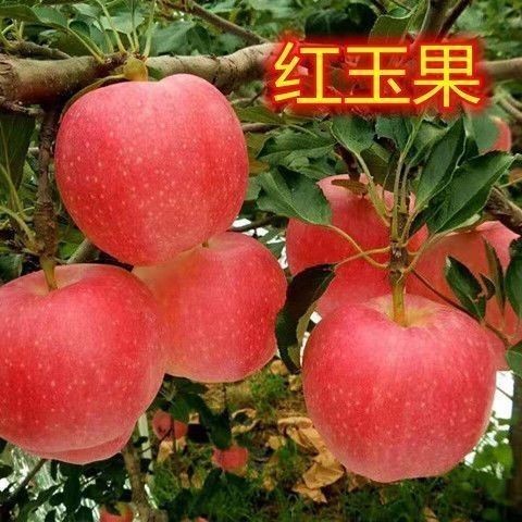 嫁接红玉苹果树苗南方北种