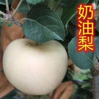 新品奶油梨果树苗嫁接雪南