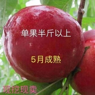 特早熟黄肉油桃新品种油桃树苗 黄肉油桃树果苗 当年结果南北方