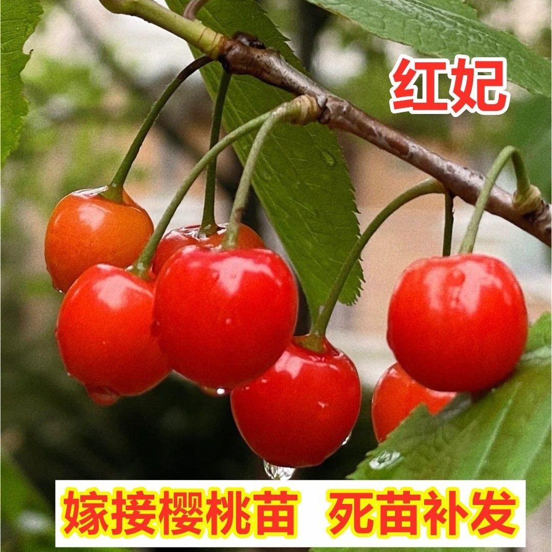 红妃樱桃树苗南方北方种植早熟樱桃果树苗盆栽地栽小樱桃当年结果,农用物资,果树种子/种苗,淘宝优惠券,粉丝福利购,淘宝优惠卷