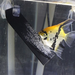神仙鱼燕鱼繁殖板繁殖罐产卵板繁殖罐产卵罐孵化器