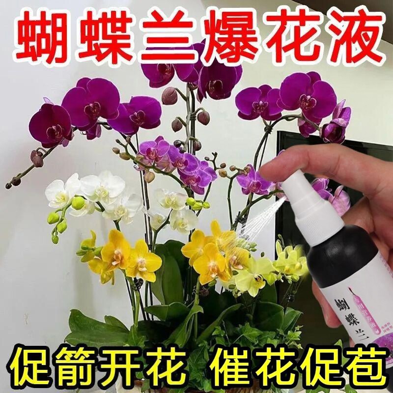蝴蝶兰营养液爆箭促开花烂根