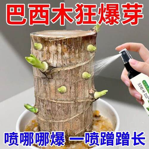 巴西木营养液幸运木水培促爆芽