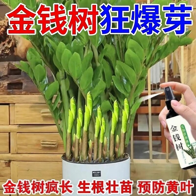 【猛蹿新芽】金钱树营养液催芽防黄叶烂根液体肥强效免稀释专用肥