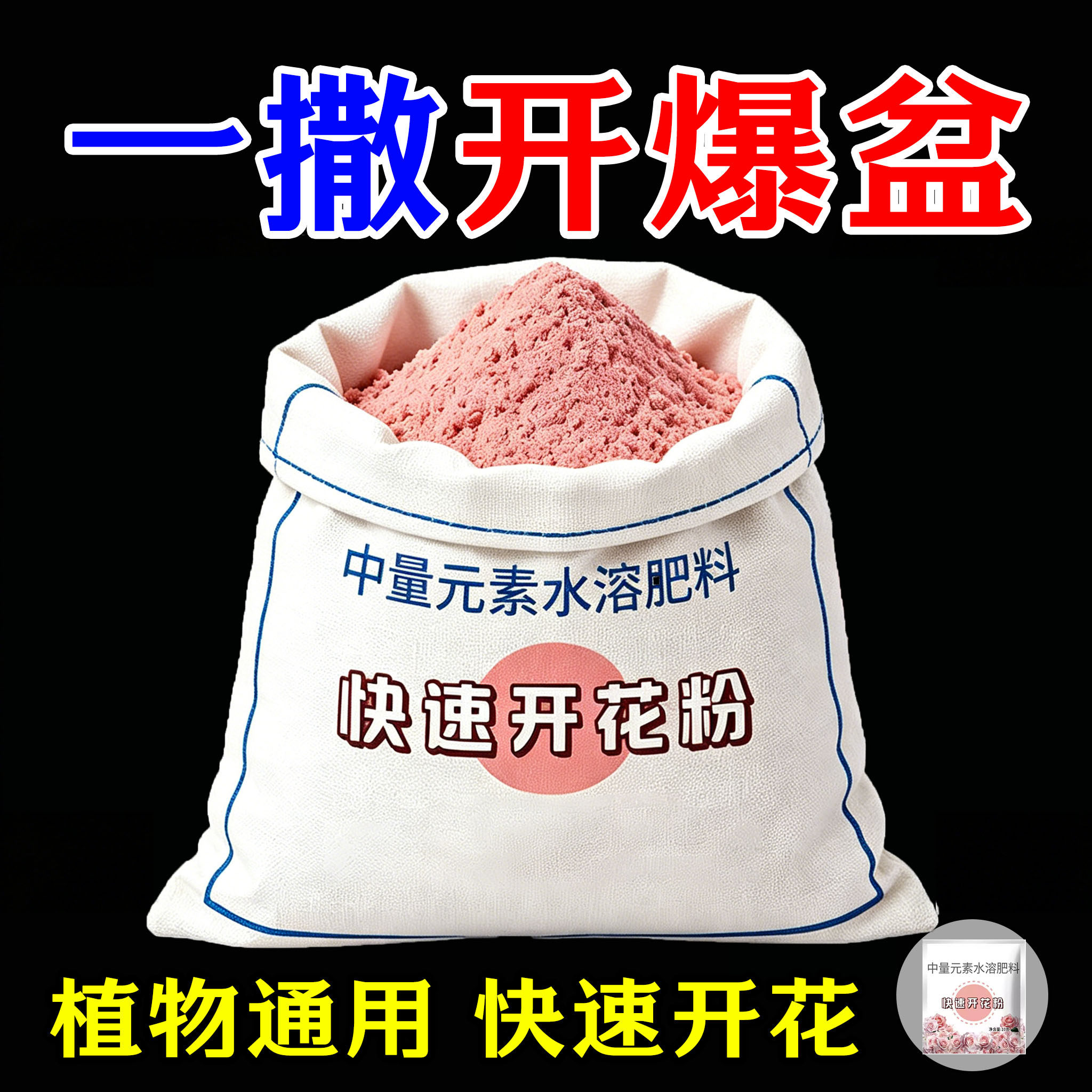 快速开花粉小包装玫瑰月季花卉
