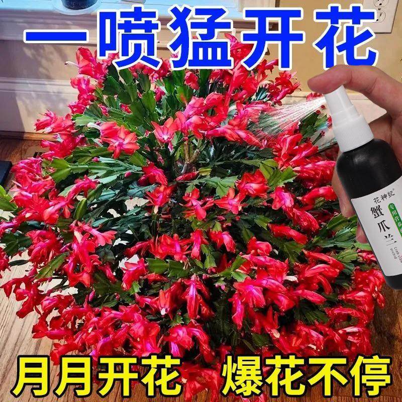 蟹爪兰专用营养液专用肥