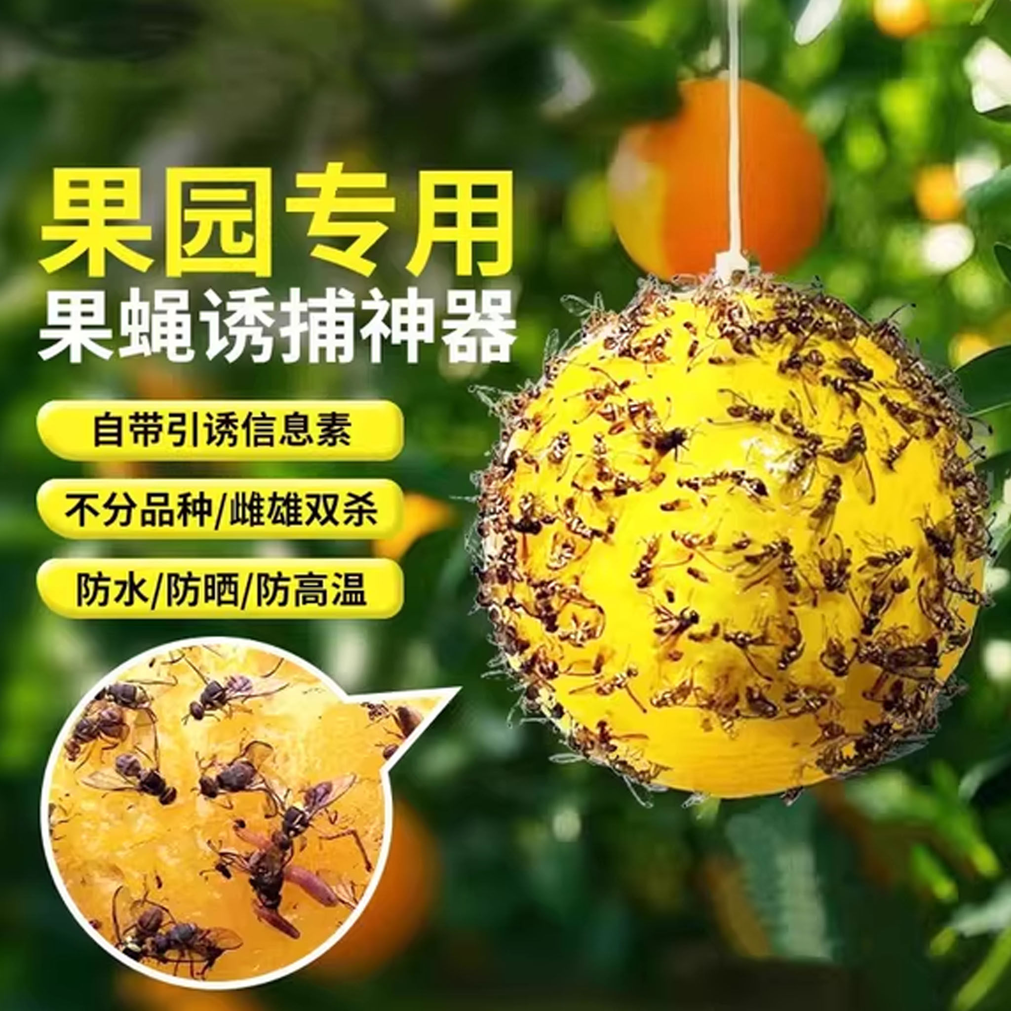 粘虫球丝瓜果实蝇贴诱蝇球