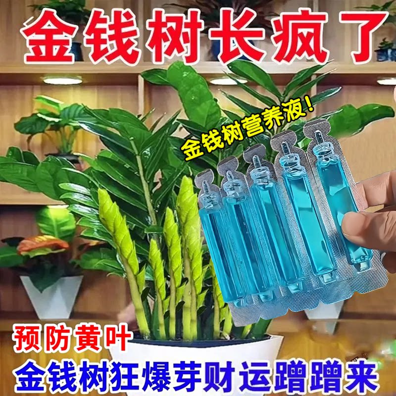 金钱树专用营养液绿植物通用
