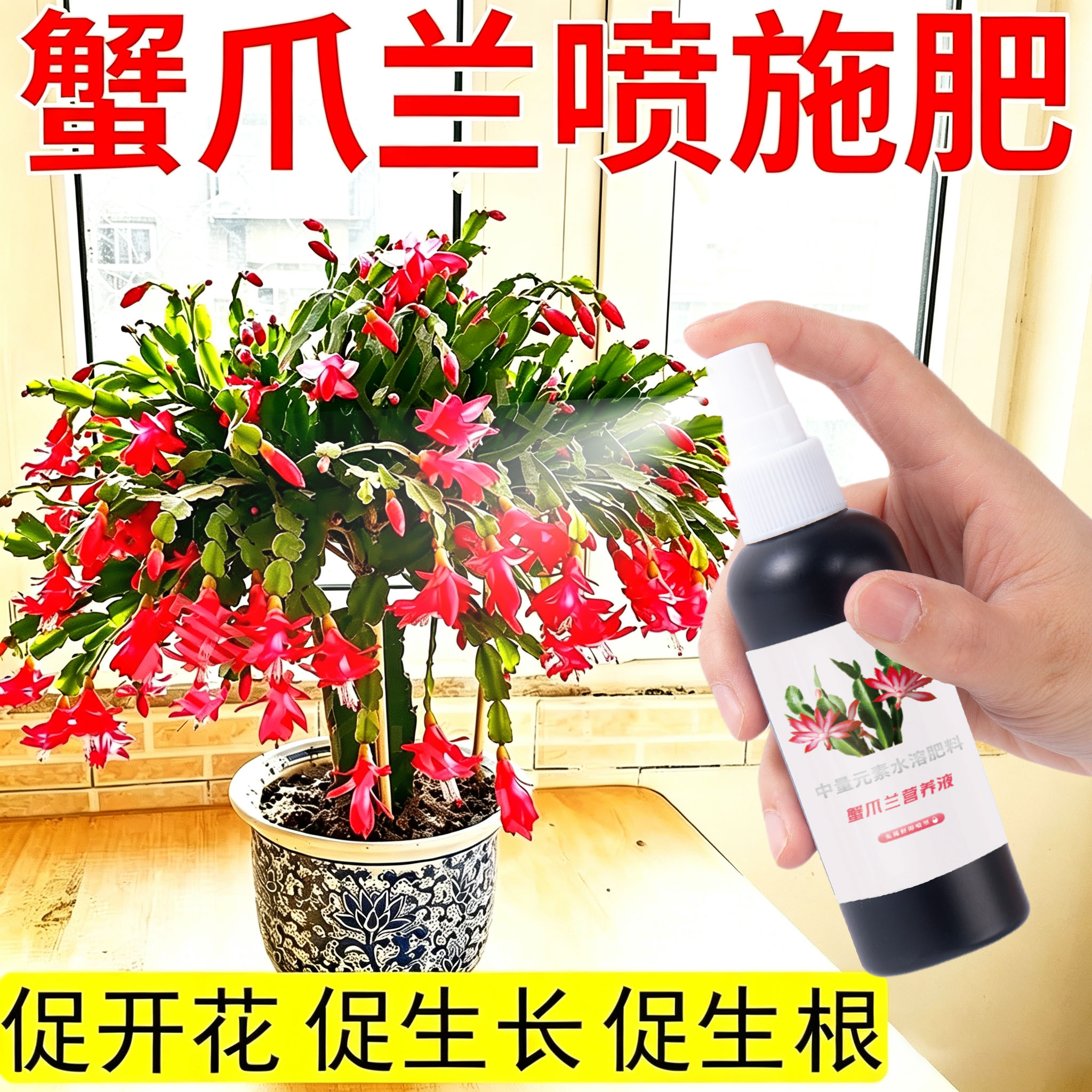 蟹爪兰营养液防烂根预防黄叶通用型室内免稀释液体肥促花开花