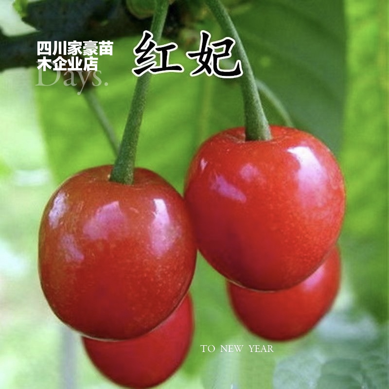 红妃樱桃树苗南北方都可以种植，盆栽地栽都可以1.8元一棵起批