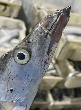 七条船舟山雷达网带鱼大号油带新鲜野生海鱼海鲜水产小眼睛刀鱼