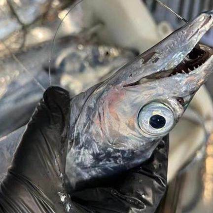 七条船海钓带鱼个大不包冰