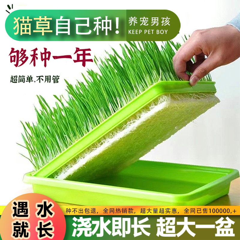 小麦粒猫草种子种孑种籽