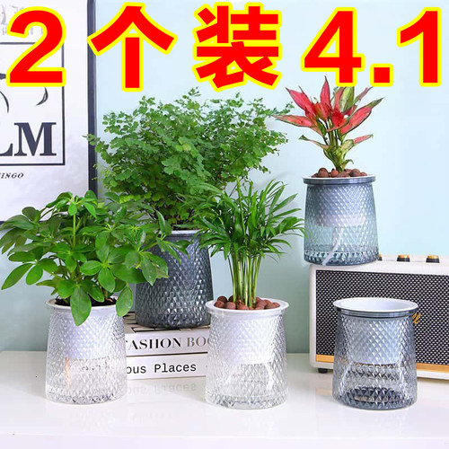 塑料水培透明盆懒人自动吸水