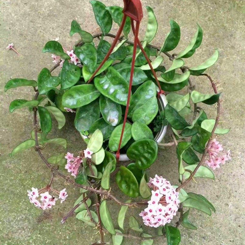 花叶球兰 成品大苗 好养 室内阳台 耐半阴 爬藤植物 吊兰盆栽花卉