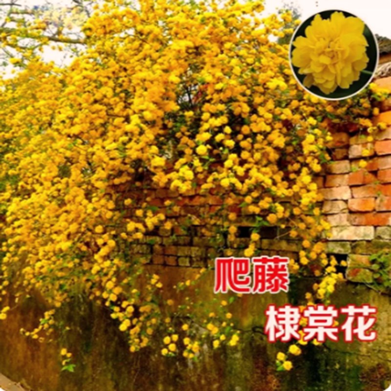 重瓣棣棠花苗盆栽耐荫爬藤攀缘花卉绿植物浓香多花耐寒四季金灿花