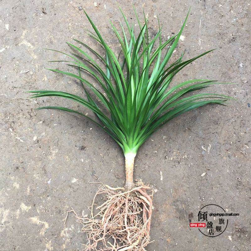 龙须树盆栽香龙血树龙须树苗花卉绿植盆栽龙须树多头植物净化空气图片