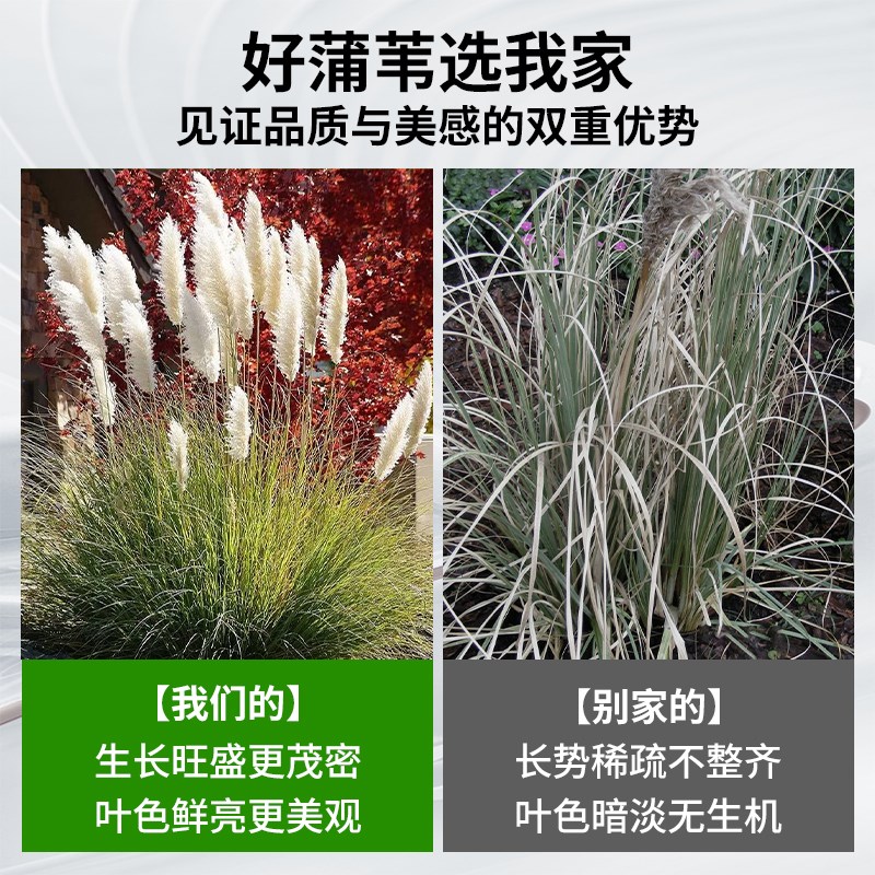 矮蒲苇庭院绿化四季造景芦苇盆栽苗多年生花叶蒲苇陆地水生观赏草