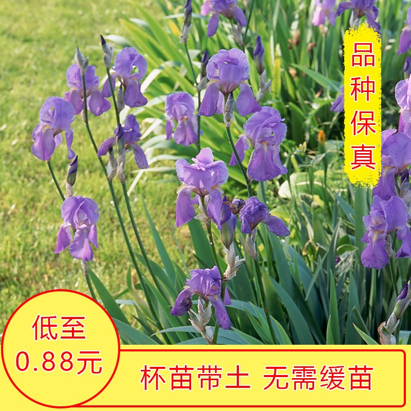 甄选都鸢尾花苗盆栽红o花黄花蓝花紫花鸢尾蝴蝶兰苗绿植花卉水生