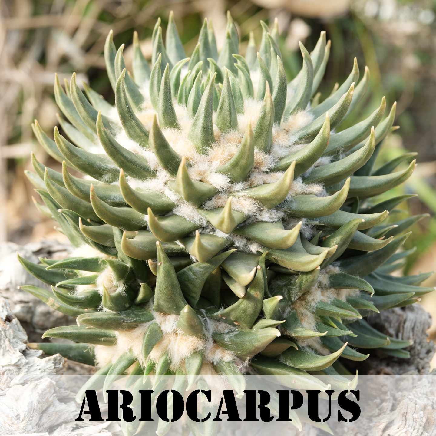 Ariocarpus墨西哥龙牙岩牡丹稀有奇特仙人球潮玩块根多肉植物绿植