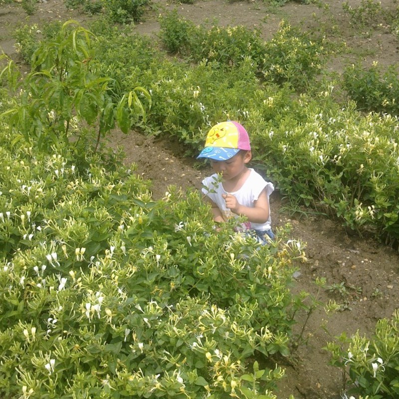 金银花苗树苗包邮植物金银花苗四季盆栽药用食用树桩盆景老桩爬藤