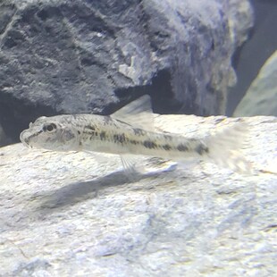 冷水清道夫 淡水老鼠鱼 清洁鱼缸工具鱼 翻砂棒花鱼 吃鱼粪垃圾鱼