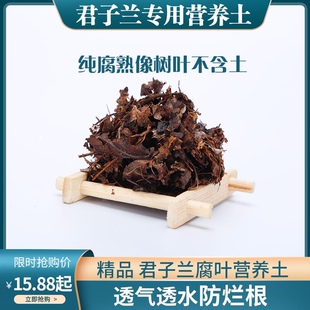 小焦君子兰专用土腐叶土橡树腐叶土有机营养土培养蓖麻子花土腐熟