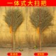 大竹子制扫把家用工厂车间专用扫帚笤帚庭院子马路户室外环卫大街
