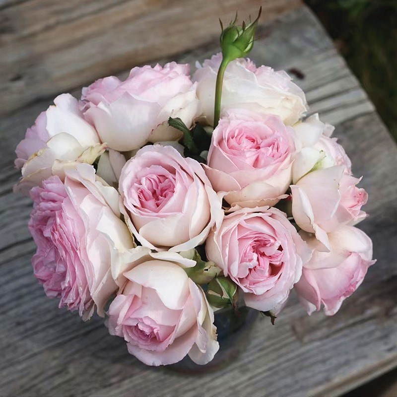 伊芙婚礼盒月季花苗开花特大花浓香玫瑰四季盆栽花卉植物树苗绿植