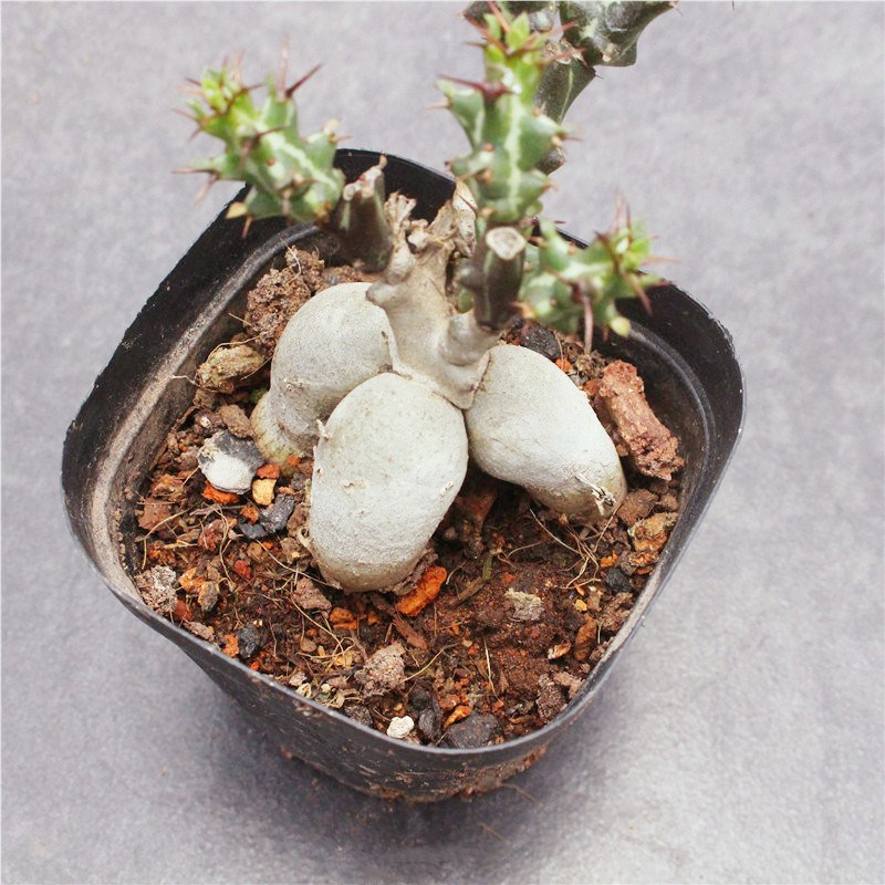 狗奴子 块根植物好养办公室花卉盆栽多肉 华烛麒麟桌面仙人球老桩