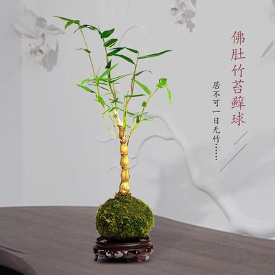 苔藓球金丝佛肚竹老桩苗水培盆景四季常青室内好养易活文人观赏