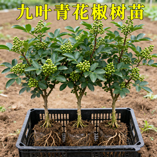 九叶青花椒苗树正宗麻椒果树果苗南方种植盆栽当年结果九叶椒树苗
