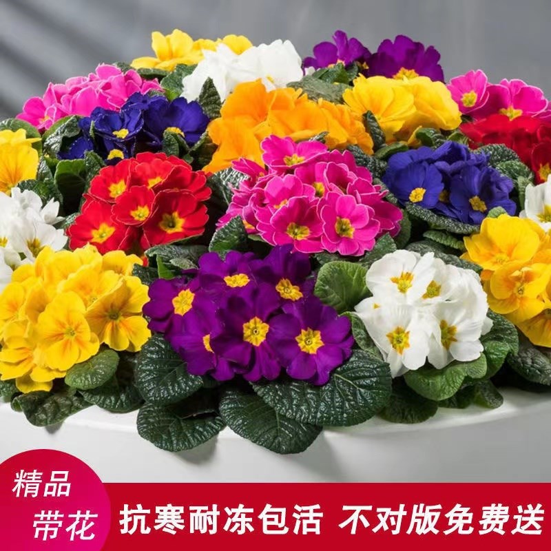 报春花盆栽带花苞迎春重瓣小苗耐寒冬季室内外四季花卉年宵花植物