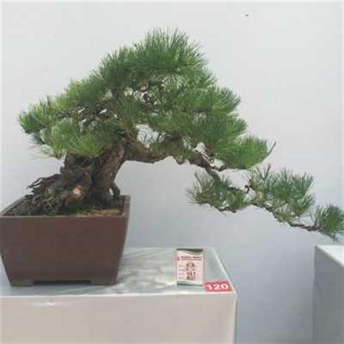 一物一拍按图发货 黄杨五针松黑松盆景树桩榆树雀梅赤楠 树桩盆景