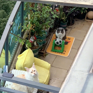 猫咪玩具小猫耐磨不掉屑足球剑麻新款猫咪跑步滚轮猫抓球足球滚球