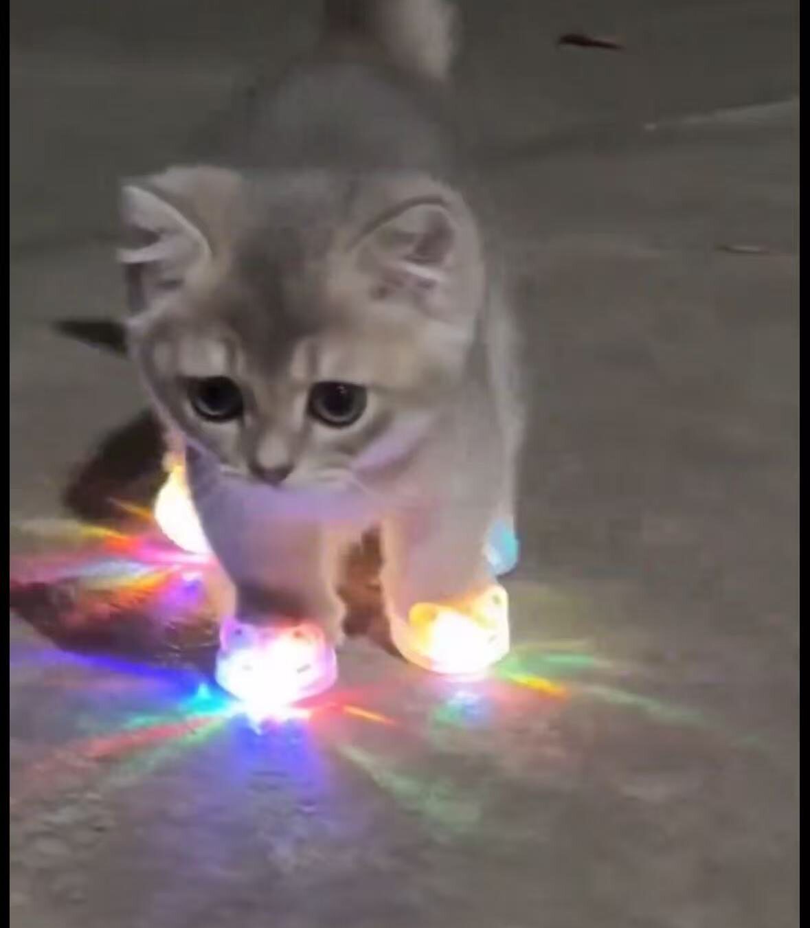 猫咪发光鞋创意狗狗鞋子小猫夜光玩具拍影片拍照宠物配饰撸猫装扮