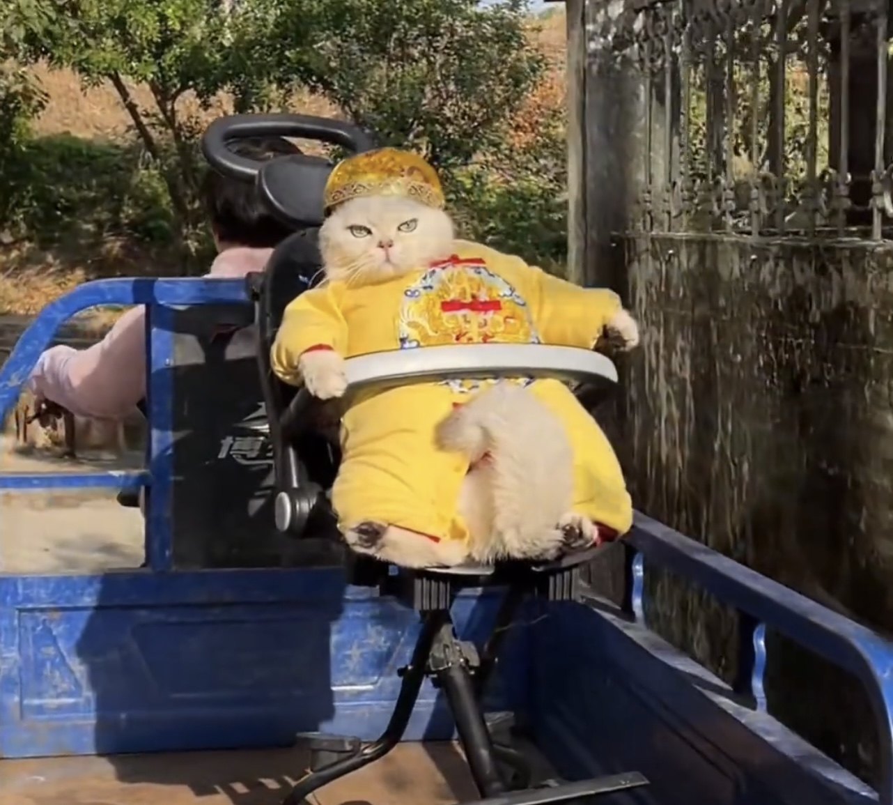 猫咪皇帝衣服抽象春秋款宠物小型犬民族中国龙连体衣可爱服装,宠物/宠物食品及用品,猫宠物服装/雨衣（新）,淘宝优惠券,粉丝福利购,淘宝优惠卷