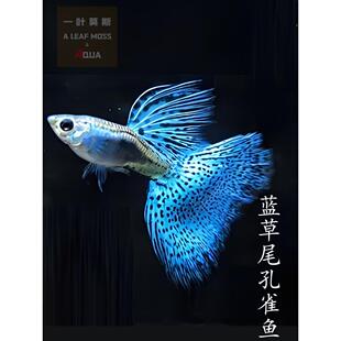 蓝草尾孔雀鱼活体鱼苗观赏鱼热带淡水好养耐活鱼缸小型凤尾兰草尾