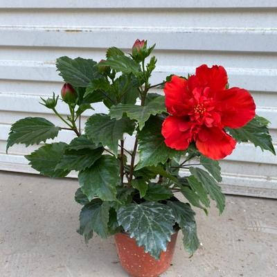 进口丹麦木槿花四季开花盆栽重瓣朱槿大花扶桑带花苞桑叶牡丹花卉