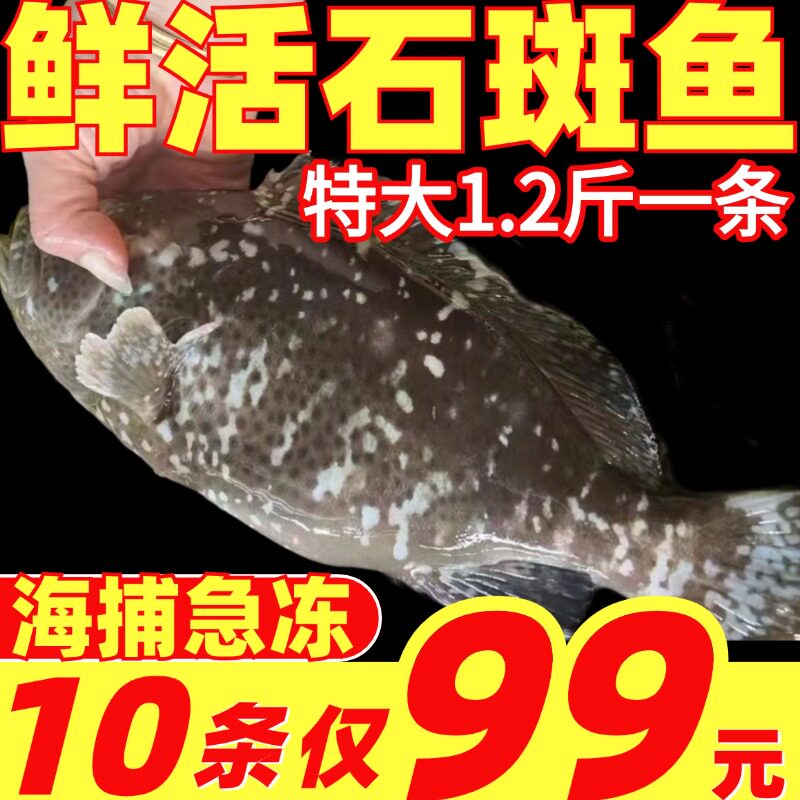 石斑鱼鲜活海捕蓝瓜子石头斑冷冻老虎斑深海鱼龙趸鱼龙胆珍珠斑鱼