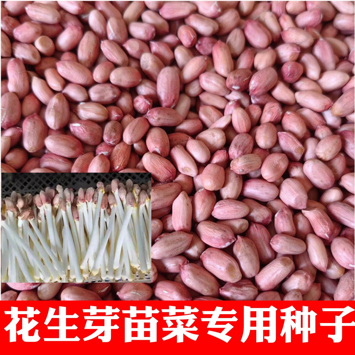 花生种子花育9616水培花生芽带壳生花生手剥花生米专用发芽菜种子
